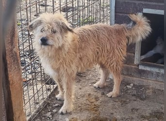 ♥LINDI♥ ruhige, sanfte, anfangs noch vorsichtige süße Hündin mit wuscheligem goldfarbenen Fell 49 cm