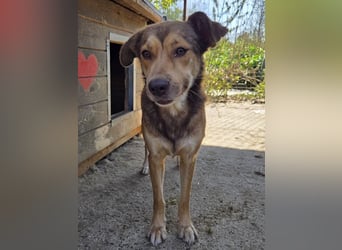 ♥CODY♥ wunderschöner tricolor-farbener, anhänglicher, sportlicher Rüde 45 cm