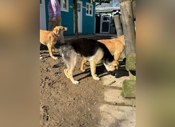 ♥DINA♥ auf Pflegestelle bei Köln-hübsches, liebes, verspieltes Welpenmädchen 42cm