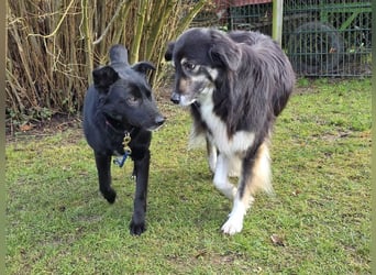 ♥KINDRA♥ neu auf Pflegestelle bei Köln - süße, verschmuste und unkomplizierte Hündin 50 cm