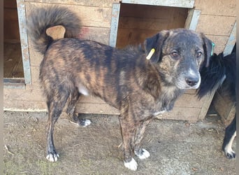 ♥RUSTY♥ unfassbar verschmuster und kuschelbedürftiger, wunderschöner, gestromter Rüde 49 cm