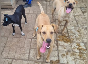 ♥FOXY♥ ganz lieber, fröhlicher, goldfarbener Blitz, der noch nie in Freiheit toben durfte 48 cm