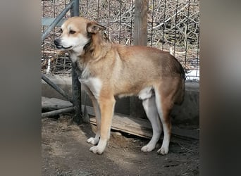 ⭐️KODA⭐️, vorsichtiger Rüde, 4,5 Jahre, 45 cm, Mischling, Tierschutz Rumänien