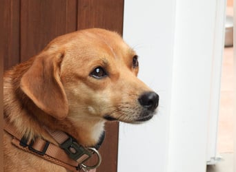 ♥PUMUCKL♥ auf Pflegestelle in Köln - zuckersüßer, kluger, sensibler, vorsichtiger Junghund 41 cm