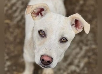 ♥LUCY♥ sportliche, lebenslustige, sehr menschenbezogene Junghündin 45 cm