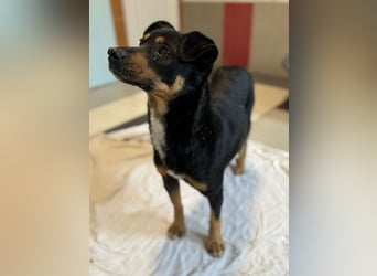 ♥OLIVER♥ auf Pflegestelle bei Köln - süßer, unkomplizierter Rüde - eine wahre Seele von Hund 42 cm