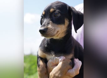 ⭐️Mila⭐️, zum Verlieben, Welpe, Hündin, 3 Monate, 25 cm (im Wachstum), Mischling, Tierschutz Rumänie