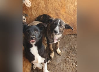 ♥CLARA♥ niedliche, verspielte Junghündin, die aktuell zu dünn ist - mittelgroß