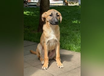 ♥HAGRID♥ neu auf Pflegestelle bei Köln - wunderschöner, verspielter Welpe 45 cm (wachsend)
