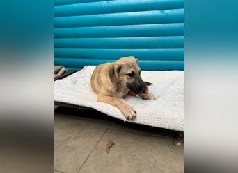 ♥DIDI♥ auf Pflegestelle bei Köln - bezaubernder, verspielter Welpenjunge 44cm - wird mittelgroß