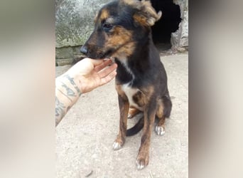⭐NARCISA⭐, sanfte Junghündin, 9 Monate, 42 cm, Mischling, Tierschutz Rumänien