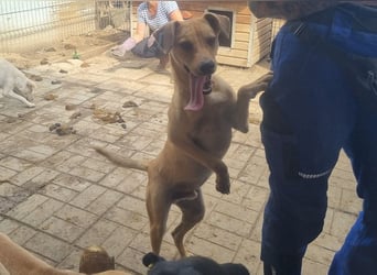 ♥FOXY♥ ganz lieber, fröhlicher, goldfarbener Blitz, der noch nie in Freiheit toben durfte 48 cm