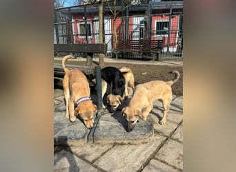 ♥DIDI♥ auf Pflegestelle bei Köln - bezaubernder, verspielter Welpenjunge 44cm - wird mittelgroß