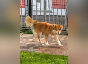 ♥BENNY♥ auf Pflegestelle bei Köln - süßer, ganz menschenbezogener Rüde 42cm
