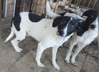 ♥SIMON♥ sehr menschenbezogener, hübscher Junghund, der als Familienhund geeignet ist 45 cm