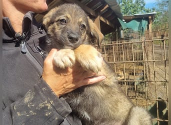 ♥ALISON♥ bezaubernde, verschmuste Junghündin voller Lebensfreude 49 cm