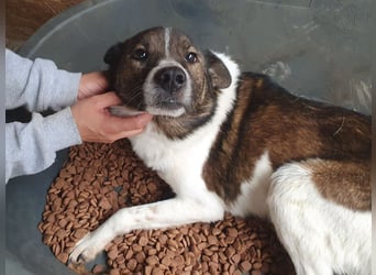 ♥LUCA♥ wunderschöner, total verschmuster, sehr menschenbezogener, sportlicher Junior 42 cm