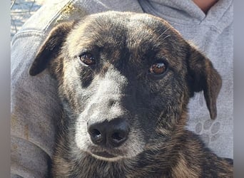 ♥MABLE♥ wunderschöne braun gestromte, ganz liebe, anfangs noch etwas vorsichtige Junghündin 47 cm