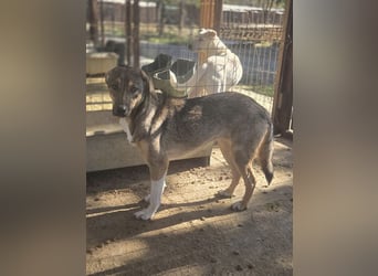 ♥STACY♥ süße, liebe, noch zurückhaltende Junghündin, die mit Liebe und Zeit aufblühen wird 45 cm