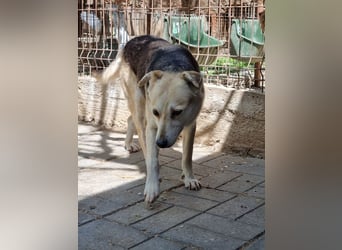 ♥JELKA♥ zuckersüße, sensible, noch unsichere Hündin 46 cm