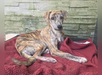 ♥NICKY♥ am 11. Okt bei "Tiere suchen ein Zuhause" - hübsche, verschmuste, aufgeweckte Juniorin 45 cm