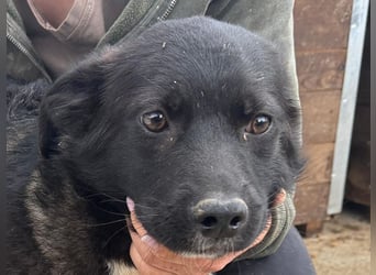 ♥MARVIN♥ zuckersüßer, ganz lieber, im Tierheim völlig verängstigter armer Schatz 48 cm