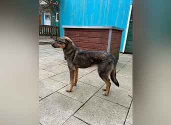 ♥FEE♥ auf Pflegestelle bei Köln - hübsche, ruhige, eher zurückhaltende, unkomplizierte Juniorin 49cm