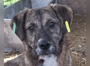 ♥FREDDIE♥ wunderschöner, fröhlicher, ganz aufgeschlossener Junior 41 cm
