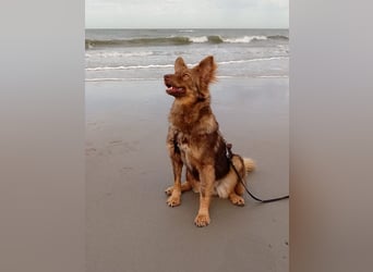 ♥BRUNJA♥ verliert ihr Zuhause bei Köln - ganz menschenbezogene, aktive Junghündin 45cm