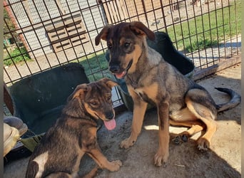 ♥FEE♥ hübsche, braun-grau gestromte Juniorin mit einem ganz besonders feinen Wesen 45 cm (wachsend)