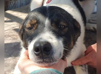 ♥BRAN♥ wunderschöner, ganz lieber, anfangs noch zurückhaltender Junghund 48 cm