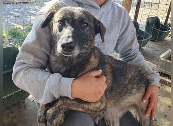 ♥MABLE♥ wunderschöne braun gestromte, ganz liebe, anfangs noch etwas vorsichtige Junghündin 47 cm