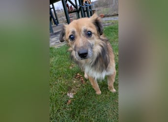 ♥DIDRIK♥ auf Pflegestelle bei Köln - süßer, lieber, dankbarer, blinder Purzel 45 cm