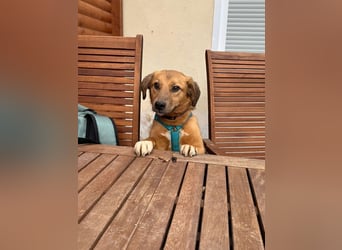 ♥BECKY♥ auf Pflegestelle in Köln - zuckersüße, hübsche, noch vorsichtige Hündin 45cm