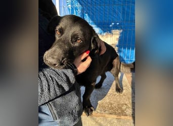 ⭐️COSTEL⭐️, lieber Charakter-Kopf, Rüde, 3,5 Jahre, 42 cm, Mischling, Tierschutz Rumänien