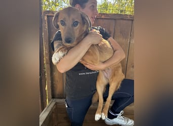 ♥BECKY♥ ab 14. Feb auf Pflegestelle bei Köln - zuckersüße, hübsche, noch vorsichtige Junghündin 45cm