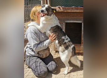 ♥SALLY♥ bildhübsche, ausgesprochene temperamentvolle und ganz menschenbezogene Hündin 46 cm