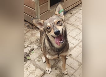 ♥NASIRA♥ fröhliche, verschmuste und aufgeschlossene Hundedame 50 cm