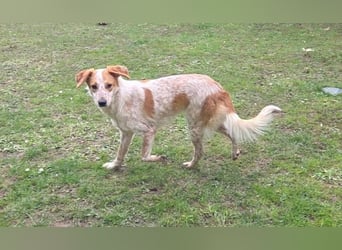 ♥LUZ♥ neu auf Pflegestelle bei Köln - süße, wunderschöne, noch zurückhaltende Junghündin 41 cm