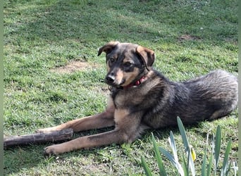 ♥FEE♥ auf Pflegestelle bei Köln - hübsche, ruhige, eher zurückhaltende, unkomplizierte Juniorin 49cm