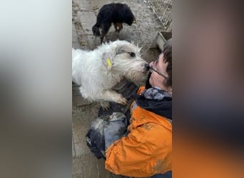 ♥KOKOS♥ süßer, ganz lieber und verschmuster Junghund, der ganz neu im Tierheim gelandet ist 40-45 cm