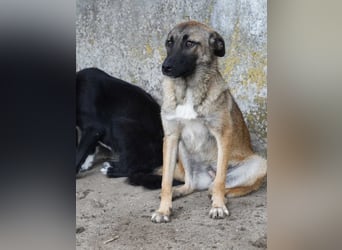 ⭐️TASCHA⭐️, liebes Hundemädchen, 1 Jahr, 50 cm, Mischling, Tierschutz Rumänien