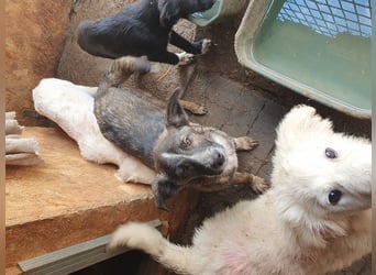 ♥CLARA♥ niedliche, verspielte Junghündin, die aktuell zu dünn ist - mittelgroß