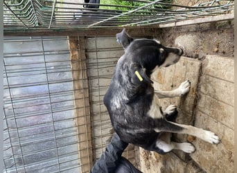 ♥RONI♥ sanfte,hübsche, liebe,anfangs noch schüchterne Hündin,die sicher schnell Vertrauen fasst 47cm