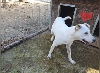 ♥LUCY♥ sportliche, lebenslustige, sehr menschenbezogene Junghündin 45 cm