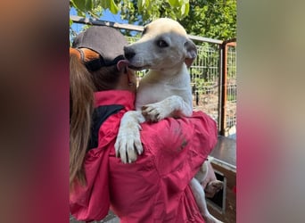 ♥LUCY♥ sportliche, lebenslustige, sehr menschenbezogene Junghündin 45 cm