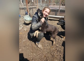 ♥SAFARI♥ sehr menschenbezogener, verschmuster Schatz,der so gar nichts im Tierheim verloren hat 49cm