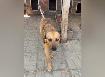 ♥FABIO♥ wunderschöner, aufgeweckter, ganz menschenbezogener Jungspund 49 cm