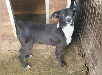 ♥MIRU♥ bezaubernder, lieber, zutraulicher, fröhlicher Jungrüde, der alles richtig machen möchte 47cm