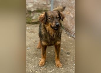 HERRO, Freund fürs Leben, 1,5 Jahre, 41 cm, Mischling, Tierschutz Rumänien